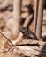 Western fence lizard called Sceloporus occidentalis