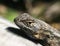 Western Fence Lizard Close Up High Quality