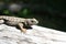 Western Fence Lizard Enjoying The Warm Sun