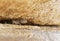 Western Fence Lizard Peaking out from underneath a Boulder