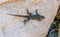 Western Fence Lizard on Rock