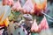 Western fence lizard Sceloporus occidentalis sitting among blooming Prickly Pear Opuntia fragilis cactus flowers ; San