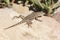 Western Fence Lizard Sunbathing