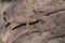 Western Fence Lizard Sunbathing