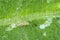 The western flower thrips Frankliniella occidentalis and damage caused by it pest on the bean leaf