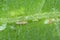 The western flower thrips Frankliniella occidentalis and damage caused by it pest on the bean leaf