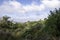 Western Galilee Mount Carmel. Summer season. Dry grass and eternally green trees. Israel