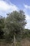 Western Galilee Mount Carmel. Summer season. Dry grass and eternally green trees. Israel