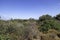 Western Galilee Mount Carmel. Summer season. Dry grass and eternally green trees. Israel