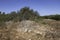 Western Galilee Mount Carmel. Summer season. Dry grass and eternally green trees. Israel