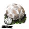 Western giant puffball or Calvatia booniana mushroom closeup digital art illustration. Boletus has round shape of body.