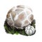 Western giant puffball or Calvatia booniana mushroom closeup digital art illustration. Boletus has round shape of body.