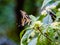 Western giant swallowtail, papilio Rumiko, butterflies of Florida