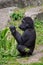 Western gorilla - Gorilla gorilla, iconic large critically endangered ape