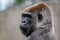 Western gorilla - Gorilla gorilla, iconic large critically endangered ape