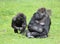 Western gorillas playing