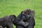 Western gorillas playing