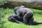 Western gorillas playing