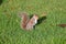 Western Gray Squirrel on Grass