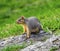 Western Gray Squirrel Lake Coeur d` Alene Idaho