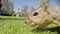 Western Gray Squirrel Macro