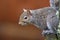 Western gray squirrel silver-gray squirrel California gray squirrel banner tail