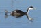 Western Grebe