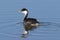 Western Grebe