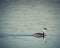 Western Grebe