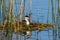 Western Grebe