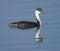 Western Grebe