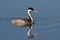 Western Grebe (Aechmophorus occidentalis)