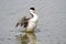 Western Grebe (Aechmophorus occidentalis)