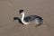 Western grebe [aechmophorus occidentalis] on Surfers Knoll beach at McGrath State Park in Ventura California USA