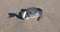 Western grebe [aechmophorus occidentalis] vocalizing squawking on Surfers Knoll beach at McGrath State Park in Ventura California