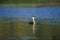 Western Grebe Alone in a Lake