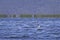 Western Grebe Bird on Blue Lake