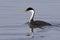 Western Grebe swimming in an estuary - Monterey Peninsula, Calif