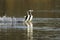Western Grebes Courting