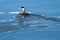 Western Grebes Swimming Amid the Shimmering Water Ripples