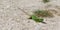 Western Green Lizard