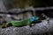 Western Green Lizard