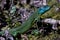 Western Green Lizard