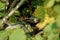 Western green lizard Lacerta bilineata hiding in bush