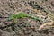 Western Green Lizard Lacerta bilineata in its natural habitat at slopes of Kaiserstuhl range of hills, Germany