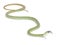 Western green mamba - Dendroaspis viridis