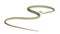 Western green mamba - Dendroaspis viridis