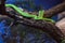 Western green mamba (Dendroaspis viridis).