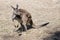This is a western grey kangaroo
