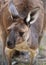 Western Grey Kangaroo